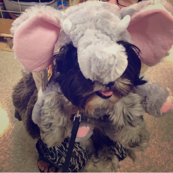 Meet your shih Tzu! - Picture 1 of 1